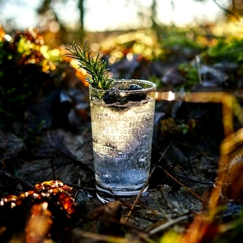 Gin Tonic med Brombær og rosmarin